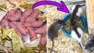 Baby Rats Growing up 0-30 days