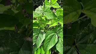 #garden #gardening #love   it #beans #shortvideo #viral #viralvideo