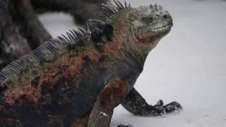 Galapagos Kicker Rock schnorcheln Haie  snorkeling Sharks Roca Leon Dormido San Cristobal