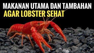 Makanan Utama dan Tambahan agar Lobster Sehat