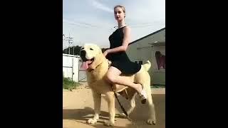 Dog riding