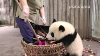 Panda cub and nanny’s “war