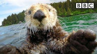 Cute otters intimately filmed by spy camera  Spy in the Wild - BBC