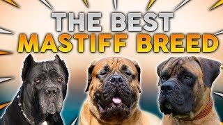 The BEST MASTIFF Dog Breed For First Time Owners