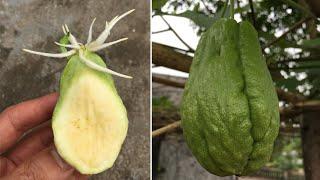 How to grow chayote from seeds its easy that few people know