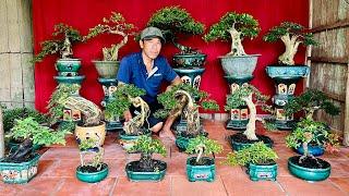 Huỳnh Anh 177 #0989273534 bonsai mini Linh Sam Chiếu Thủy Trà Me Trang Nguyệt Quýt Sộp Giấy