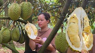 Harvest Durian Goes to market sell - Returned home to visit his biological parents - Lý Thị Ca