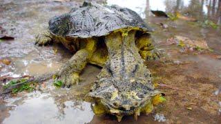 20 Turtles You Won’t Believe Actually Exist