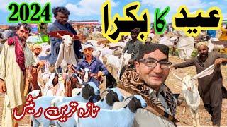 Qurbani ka janwar  Maweshi mandi 2024  Bakra mandi rates update 2024  Bakra mandi