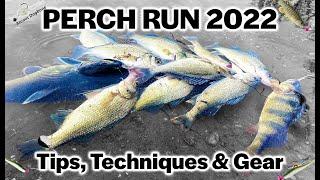 White Perch Run 2022 Tips Techniques Gear and Kayak Fishing the 2022 Perch Run