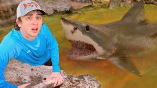 I Found a Pond Infested with Sharks