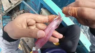 MANCING IKAN GIANT TREVALLY umpan Cumi hidup