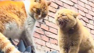 Screaming cats and a man joking with them Very funny