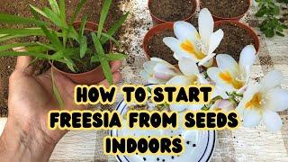 How to Start Freesia from Seeds Indoors  #freesia #flowers  #GardeningTips #gardening #flowergarden