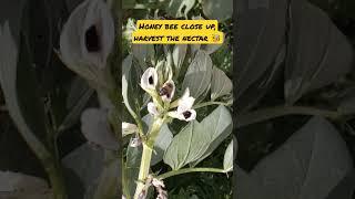  Honey bee close up harvest the nectar 