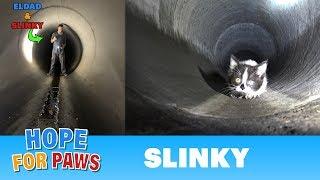 Sewer rescue UNDER the city of Los Angeles  You dont want to miss this one #kitten