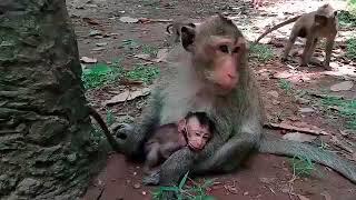 wow.. Why Baby Monkey So Cry