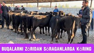 Yangiqõrģon tumani Begabod Mol bozori semiz boqma va yosh buqalar narhlari 14.09.2024yil