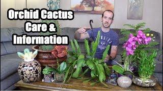 Caring for an Orchid Cactus Disocactus ackermannii