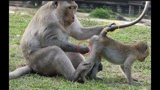 Video monkey 2018 What leader monkey doing on small baby monkey?