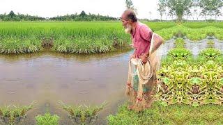 Amazing Fishing by 80 Years Old Hardworking Fisherman