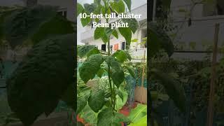 10 feet tall cluster beans plant in my terrace garden #shorts #garden #trending