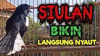 SIULAN KACER GACOR BIKIN BUKOR MEMANCING EMOSI KACER LAWAN PAGI HARI AGAR CEPAT NYAUT BUNYI GACOR