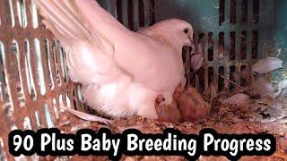 Breeding Progress 90 Plus Baby Niklay  Hashim Mahmood Pigeons