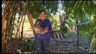 abatendo frango contem sangue não assista se tiver fobia