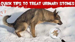 Bladder Stones In Dogs Natural Treatment