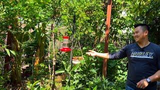 Starting A Tropical Fruit Tree Forest in USDA Zone 9B - Step 3