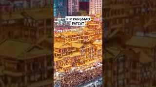 Rip Pangmao Fatcat Viral China #FatCat #Pangmaofypppp