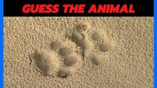 Guess the Animal by Footprint - Quiz