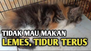 cara mengatasi kucing lemas dan tidak mau makan sama sekali