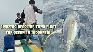 Pecah Rekor Tarik Ikan Tuna Yang Sangat Besar Mampu Di Taklukkan