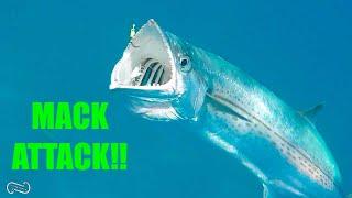 MACK ATTACK REEF FISHING FLORIDA KEYS - ISLAMORADA BOAT RENTALS AT ROBBIES MARINA