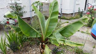 Waking Up My Banana Plants After Winter