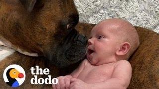 Baby Takes His First Steps Straight To His Dog  The Dodo