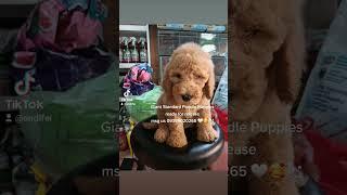 Dog Breeder Philippines 09399020265 09167851487 Giant Poodle Giant Schnauzer Corgi5