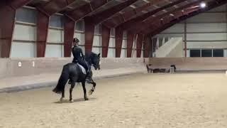 FEI Dressage Pony for Sale Vognmandgaardens Bentley