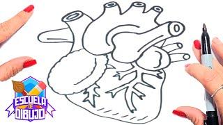 ¿Cómo Dibujar un Corazón Humano? - ️ Dibujo de un Corazón Humano ️