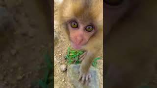 monkey funny video 
