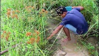 wow Amazing Fishing - Cambodia Traditional fishing - How to Catches Fish Part 165