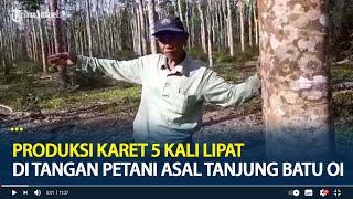 Buah Penelitian 18 Tahun Produksi Karet 5 Kali Lipat di Tangan Petani Asal Tanjung Batu Ogan Ilir