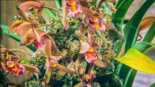 Japanese Bees Swarm Orchid  Buddha Bees and The Giant Hornet Queen  BBC Earth