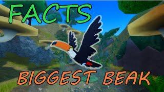 Interesting Facts About Every Bird in Feather Family 