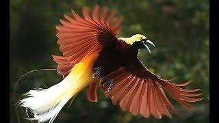 Wildlife Papua New Guinea  - Exotic Animals  Wonderful Nature  Nat Geo