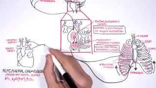 Control Of Respiration regulation of breathing