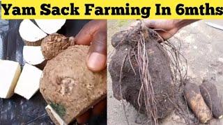 Results of yam sack farming in 6months