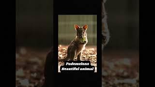 Pademelon Beautiful animal #animallover #animals #animalsvideo #pademelon